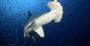 shark_hammerhead_scalloped_mo_ci_h_0232_cos4188.jpg